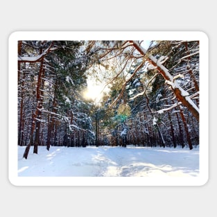 View at the Sormovsky Park in Nizhny Novgorod with sun, thicket, pine trees, foliage Sticker